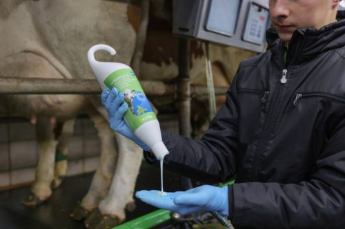 KerbaMINT mast za njegu vimena s japanskom mentom - 500 ml