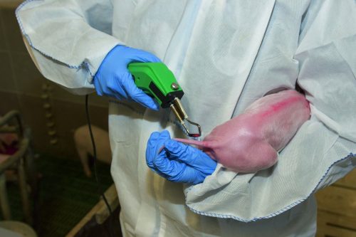 Engel električni uređaj za skraćivanje repova s ravnim oštrim rubom