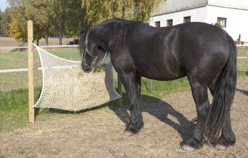 Bijela mreža za sijeno s okcima 3x3 cm - 160x100 cm