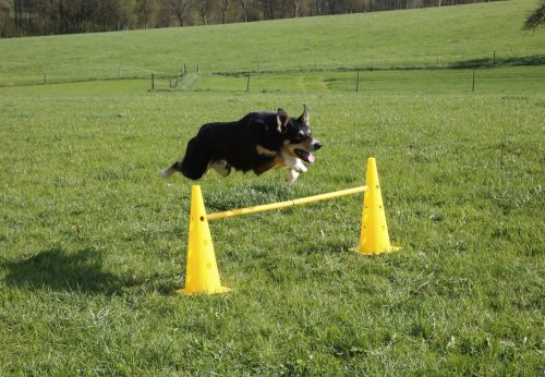 Agility skakački set s tri prepreke, 6 čunjeva, prepreka i slalom staza u jednom – žuti