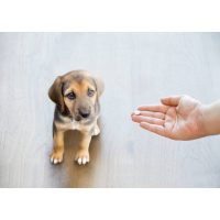 Dodaci prehrani, vitamini