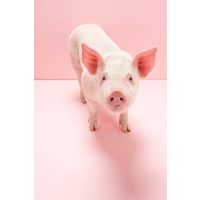 Oprema za držanje svinja