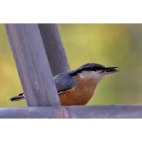 Hranilice i pojilice za ptice