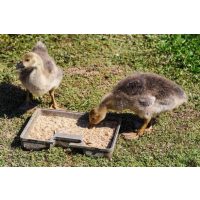 Pripravci i vitamini za perad