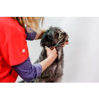 Njega i higijena za pse