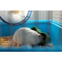 Prehrana i pojenje malih sisavaca