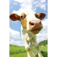 Oprema za držanje goveda